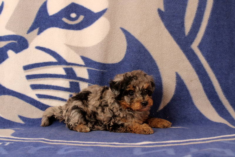 puppy, for, sale, Mini Bernedoodle F1, Matthew B. Stoltzfus, dog, breeder, Gap, PA, dog-breeder, puppy-for-sale, forsale, nearby, find, puppyfind, locator, puppylocator, aca